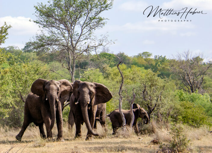 African Elephant South Africa huebner photography