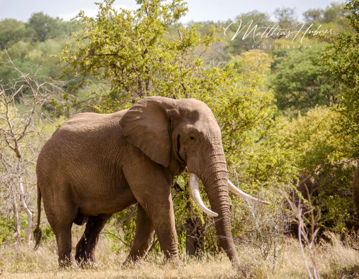 African Elephant South Africa huebner photography
