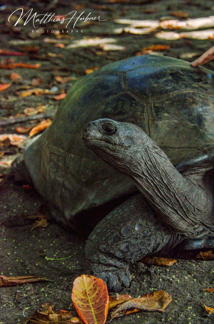 Aldabra Giant Tortoise Seychelles