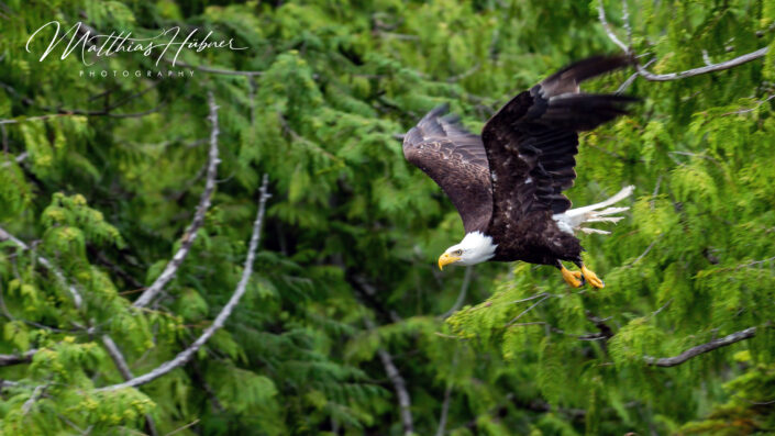 Bald Eagle Flying Alaska