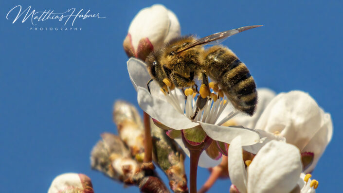 Bee Spring Erlangen Germany huebner photography