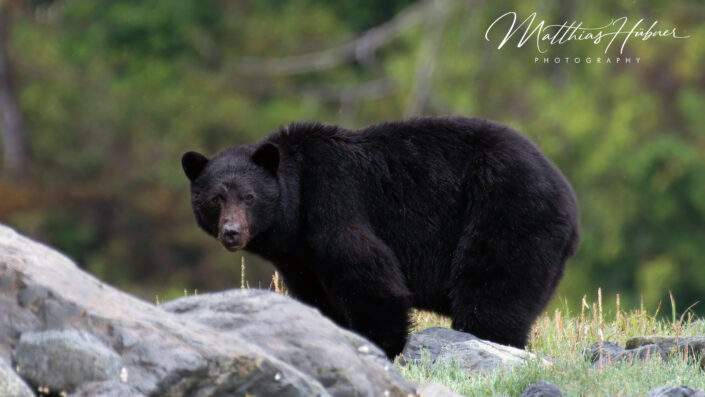 Black Bear Vancouver Island Canada huebner photography