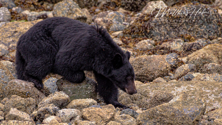 Black Bear Vancouver Island Canada huebner photography