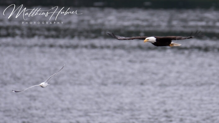 Bold Eagle chasing Seagull Alaska