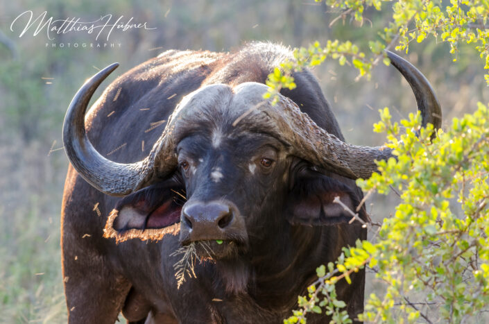 Buffalo South Africa huebner photography