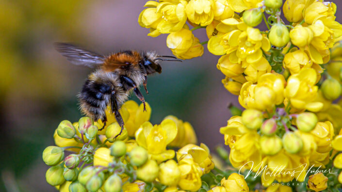 Bumblebee Erlangen Germany huebner photography