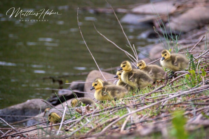 Canada Gooses Chicks Boston USA huebner photography