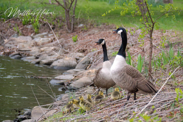 Canada Gooses with Chicken Boston-USA-huebner-photography