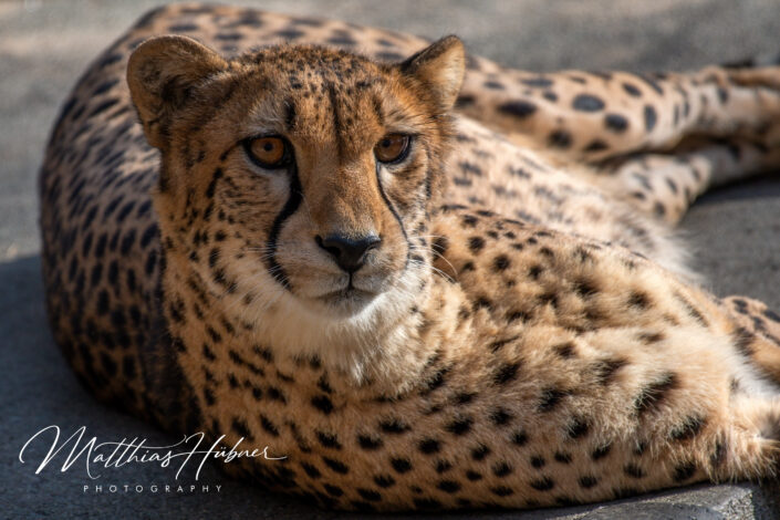 Cheetah Zoo Nuremberg Germany huebner photography