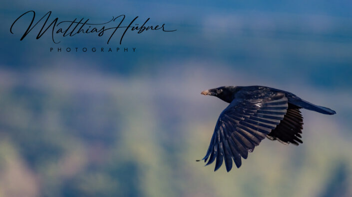 Crow Flying Wiesengrund Erlangen Germany huebner photography