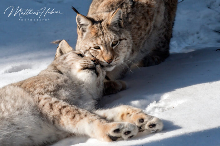 Cuddling Lynx Couple Mehlmeisel Germany huebner photography