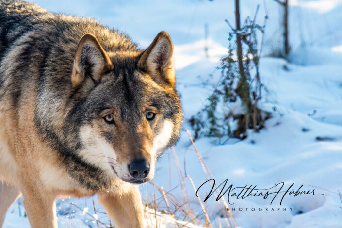 Curious Wolf Hundshaupten Germany huebner photography