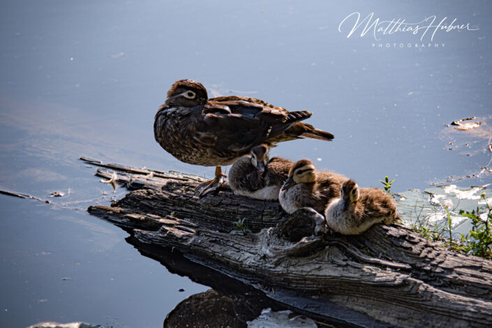 Duck Beaver Lake Stanley Park Vancouver Canada huebner photography