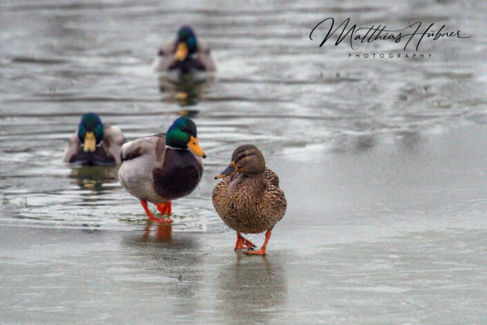 Ducks on Ice Erlangen Germany huebner photography