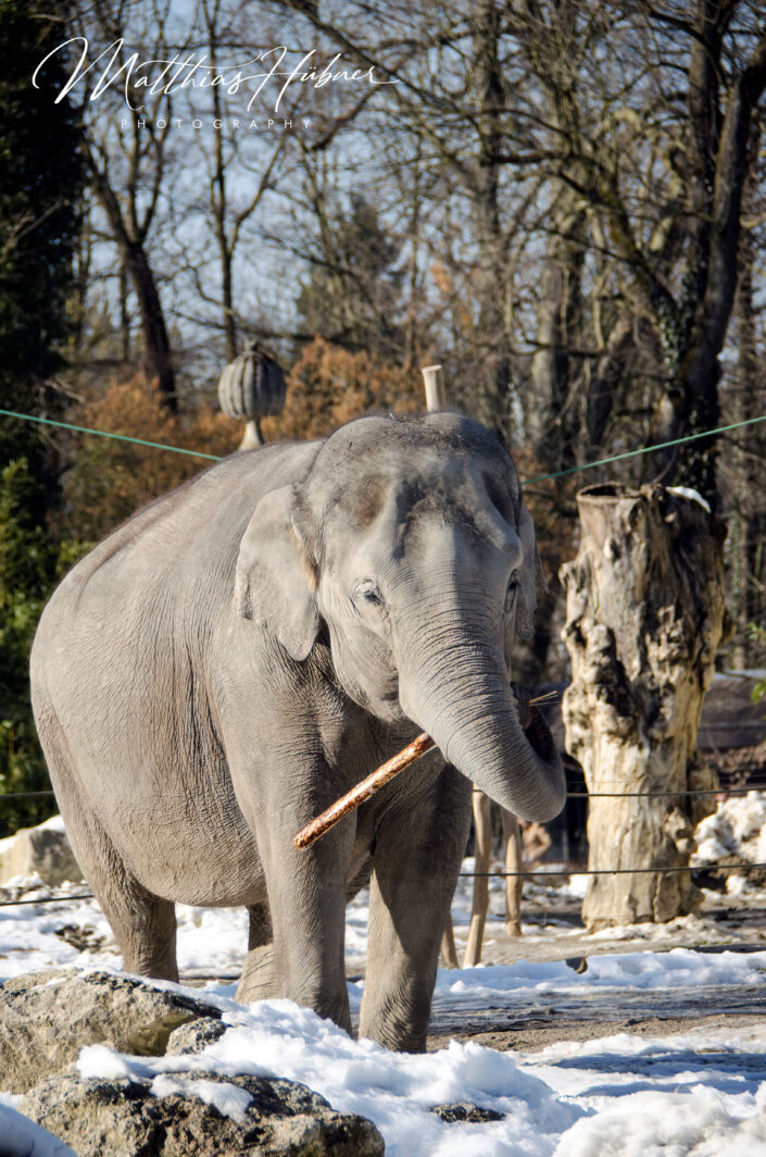 Elephant Zoo Nuremberg Germany