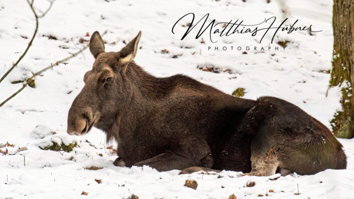 Elk Hundshaupten Germany huebner photography