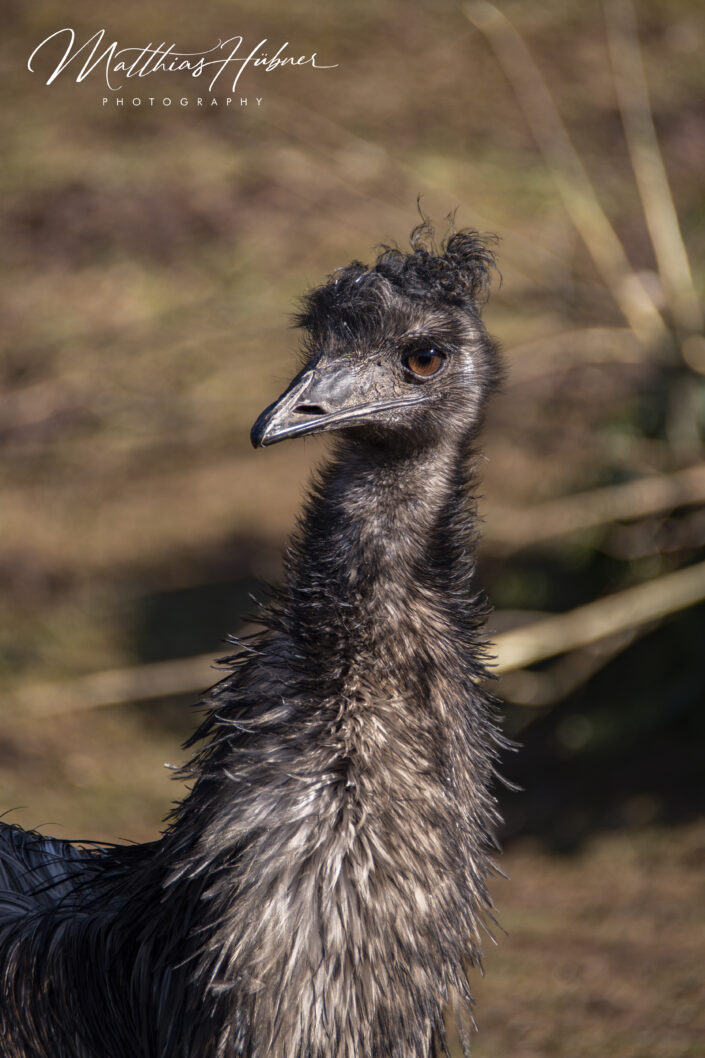 Emu Zoo Nuremberg Germany huebner photography