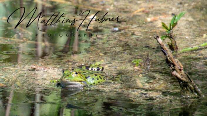 European Frog Uttenreuth Germany huebner photography