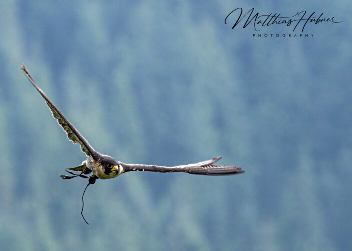 Falcon Grouse Mountain Birds in Motion Vancouver Canada hubner photography