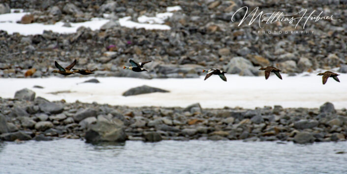 Flying Eider Ducks Svalbard Norway huebner photography