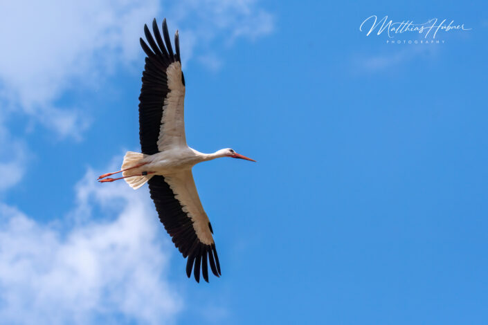 Flying Stork Blue Sky Erlangen Germany huebner photography