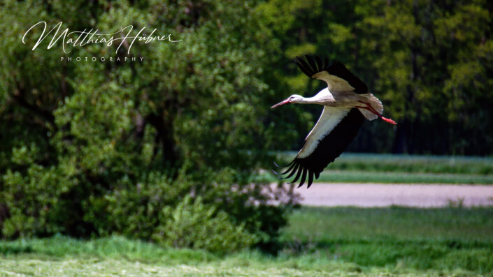 Flying Stork Neustadt bei Coburg Germany huebner photography