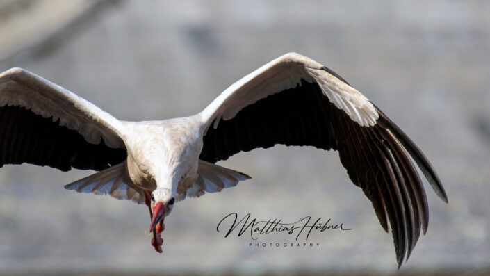 Flying Stork Uehlfeld Germany huebner photography