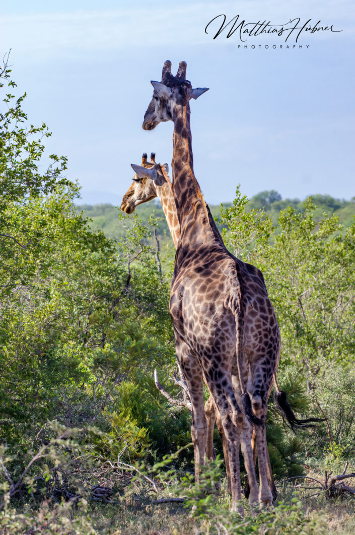 Giraffe South Africa huebner photography