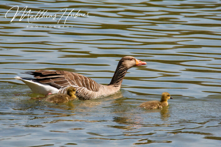 Goose with Chicks Munich Germany huebner photography