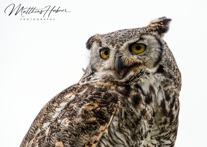 Great Horned Owl Grouse Mountain Birds in Motion Vancouver Canada hubner photography