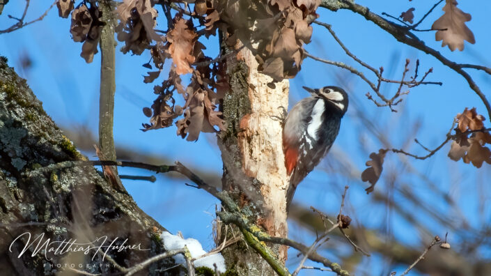 Great Spotted Woodpecker Erlangen Germany huebner photography