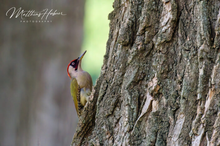 Green Woodpecker Erlangen Germany huebner photography