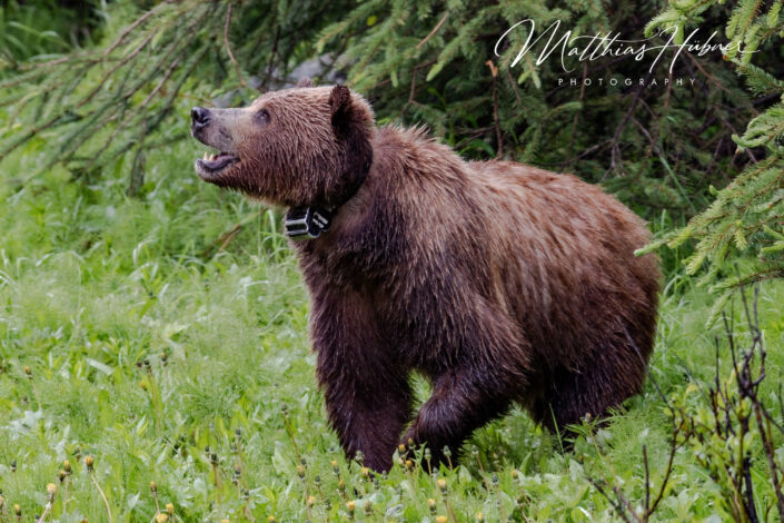 Grizzly Bear Banff Nationalpark Canada huebner photography