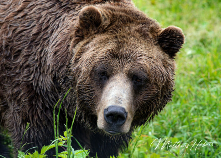 Grizzly Bear Grouse Mountain Vancouver Canada