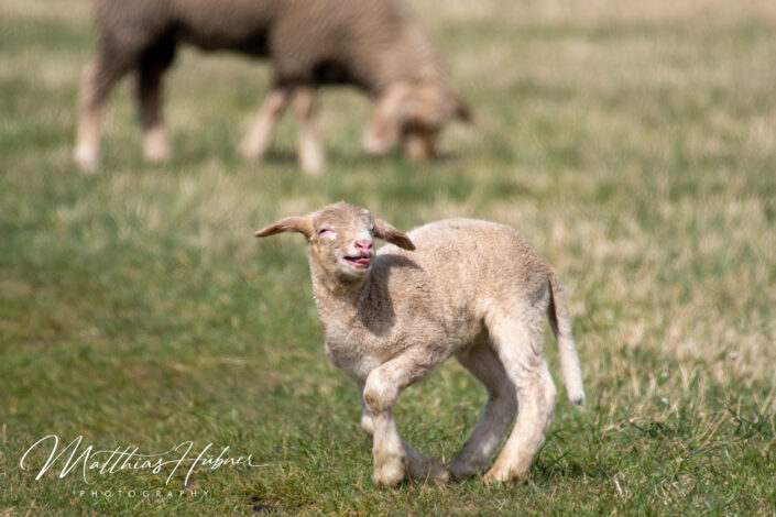 Happy Lamb Erlangen Germany huebner photography