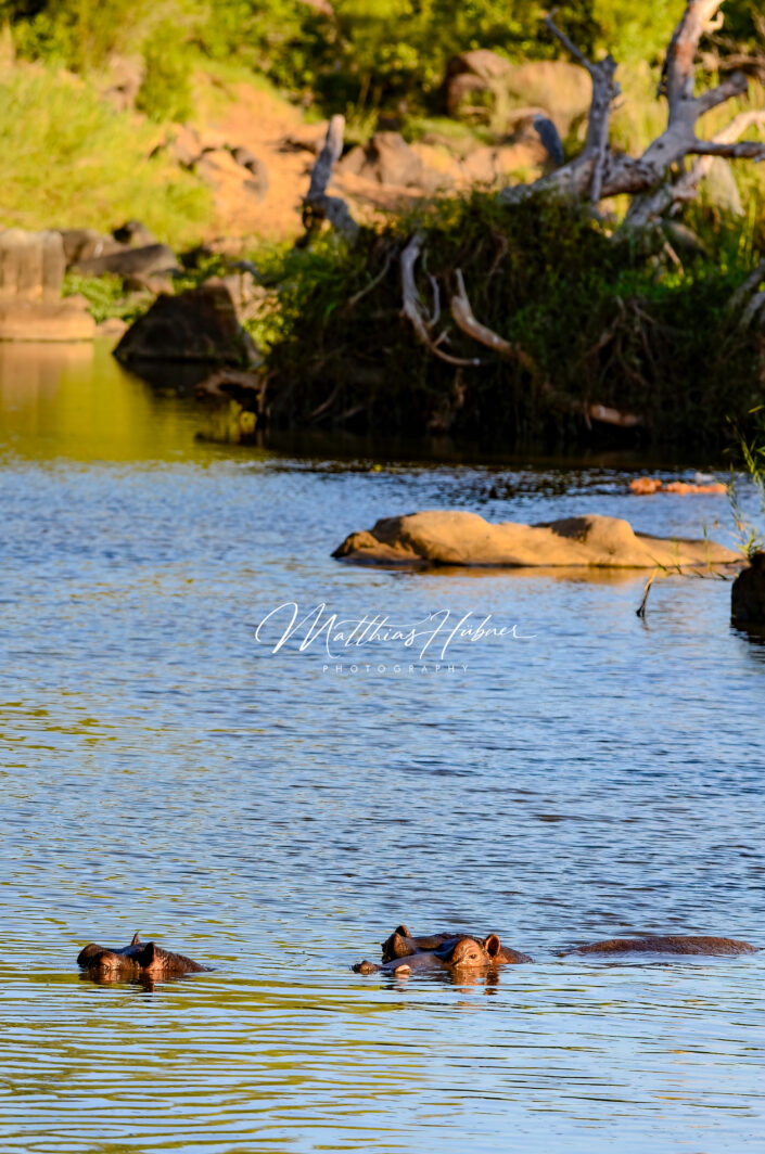 Hippo South Africa huebner photography