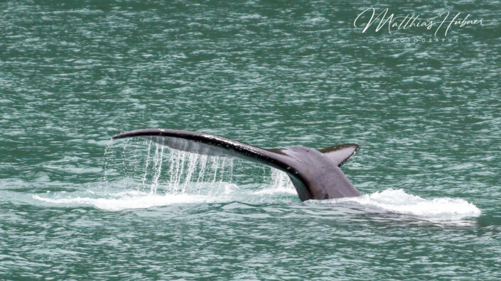 Humpback Whale Fin Alaska