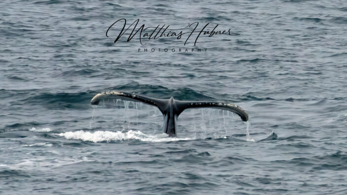 Humpback Whale Fin Svalbard Norway huebner photography
