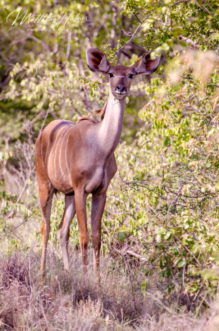 Kudu South Africa huebner photography