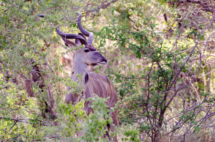 Kudu South Africa huebner photography