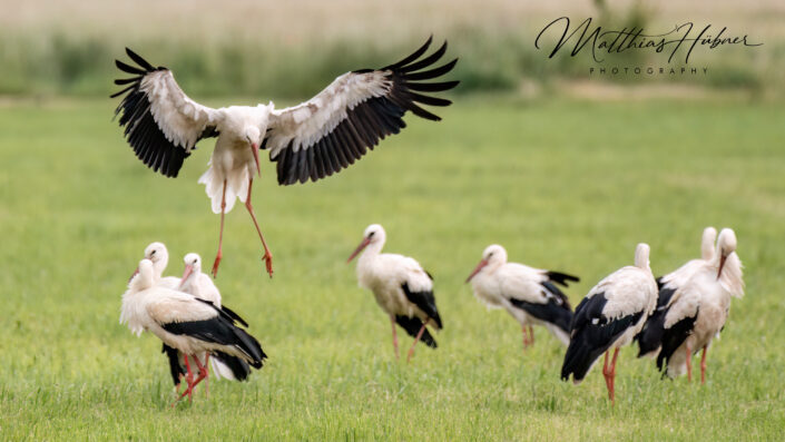 Landing Stork Gathering Erlangen Germany huebner photography