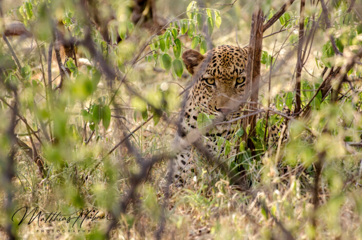 Leopard South Africa huebner photography