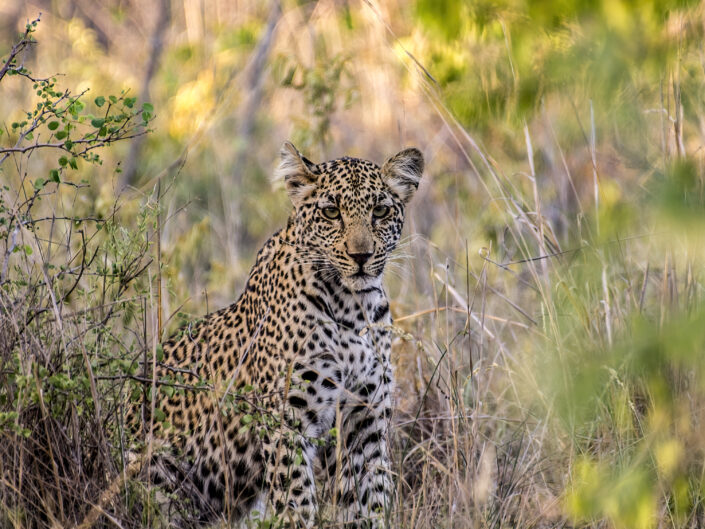 Wildlife - South Africa