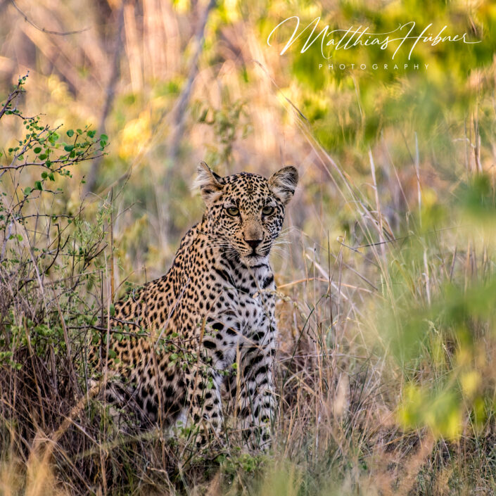 Leopard South Africa huebner photography