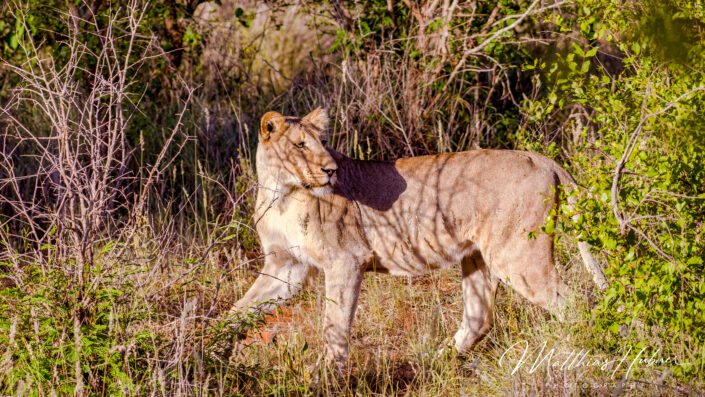 Lion South Africa huebner photography