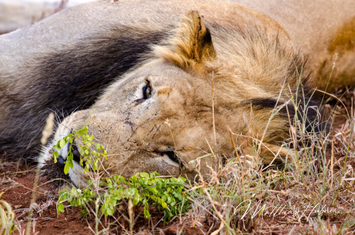 Lion South Africa huebner photography