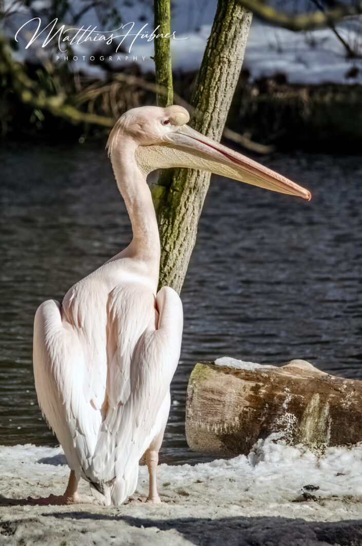 Pelican Zoo Nuremberg Germany