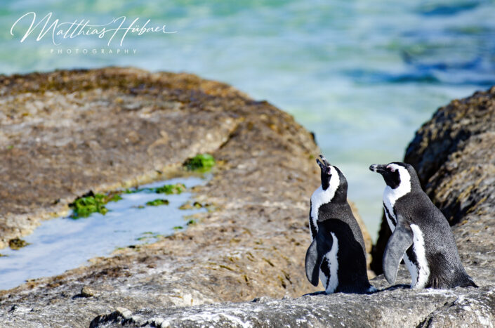Penguin Boulders Beach Simons Town South Africa huebner photography