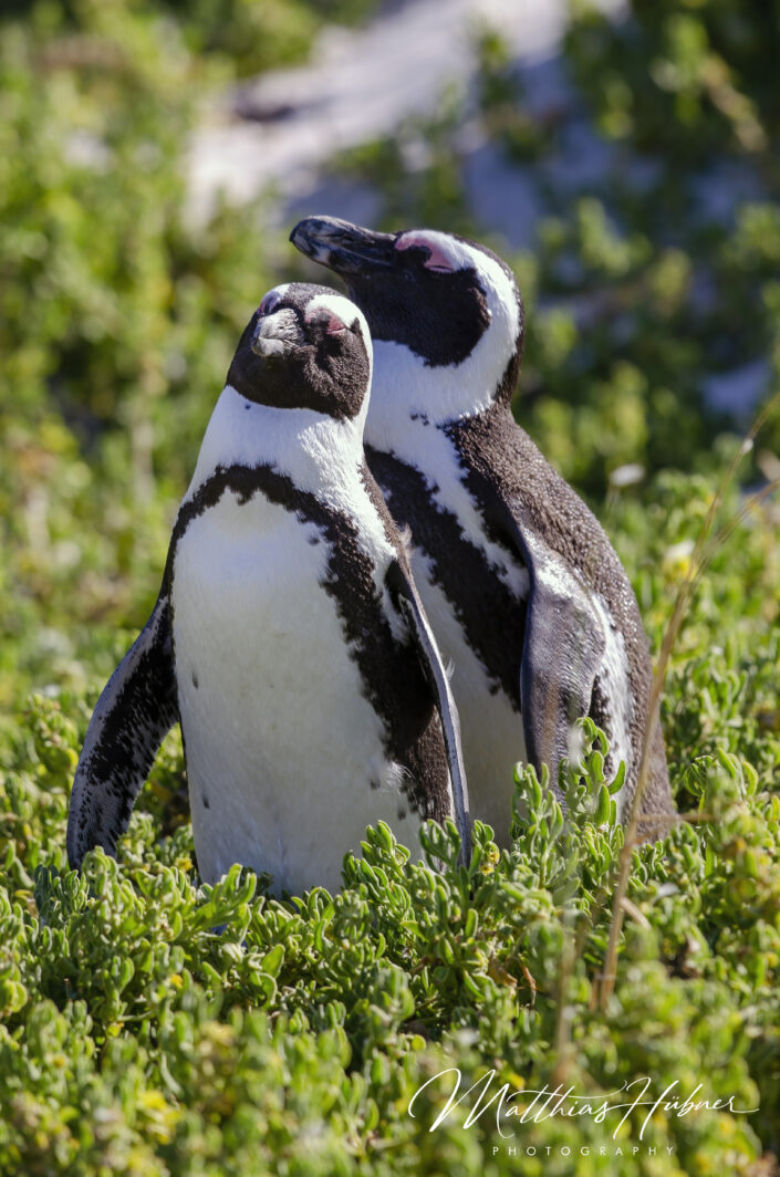 Penguin Boulders Beach Simons Town South Africa huebner photography