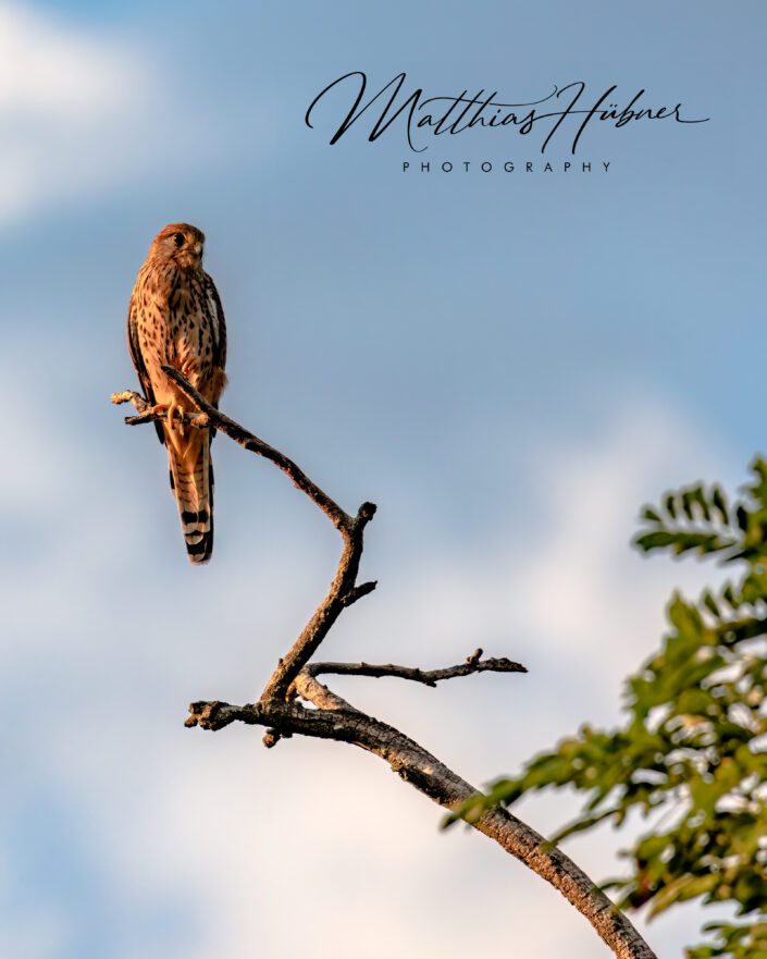 Peregrine Falcon in the sun Erlangen Germany huebner photography